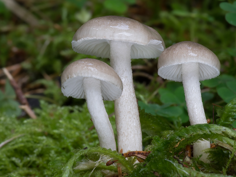 Hygrophorus pustulatus